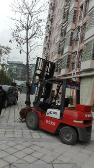 一站式解決您的工業(yè)需求 觀瀾專業(yè)叉車吊車出租與新田叉車出租服務(wù)全解析